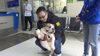 怎么做一个小小宠物狗