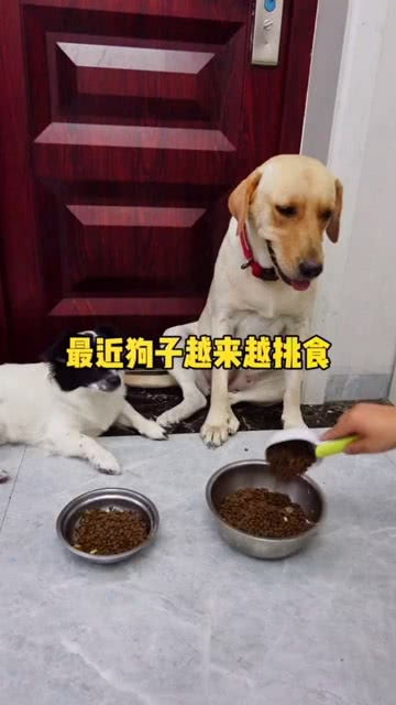 挑食的宠物狗怎么养的活