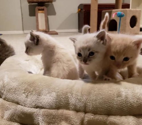 怎么样让孩子照顾宠物猫