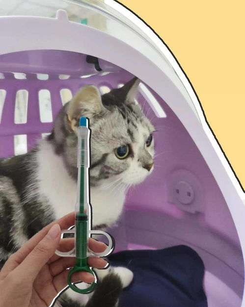 宠物猫生病了怎么办