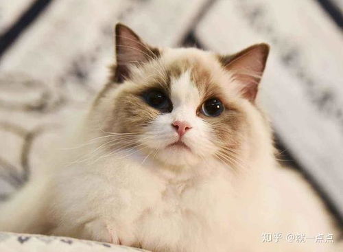 宠物猫拉屎怎么处理