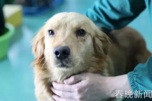 如果宠物狗被卖了怎么办