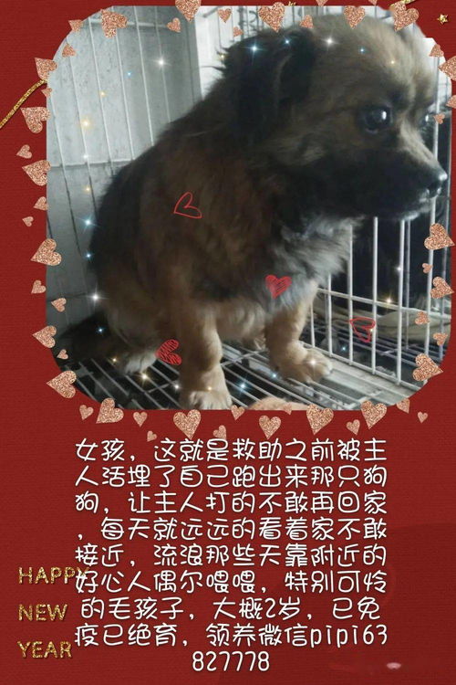 宠物狗抑郁症怎么治好