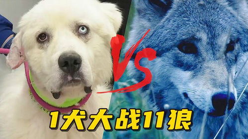 宠物狗被狼群袭击怎么办