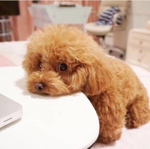 宠物狗想舔脚怎么办啊