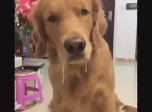 宠物狗流哈喇子怎么回事