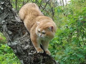 宠物猫被困树上怎么救