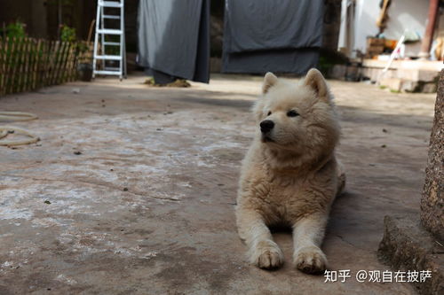 宠物狗在农村养会怎么样