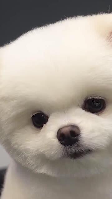 宠物狗一直不剪毛会怎么样