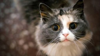怎么让宠物猫吃胖