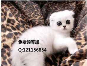 宠物猫泪腺怎么处理好