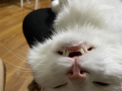 宠物猫磨牙齿怎么办啊