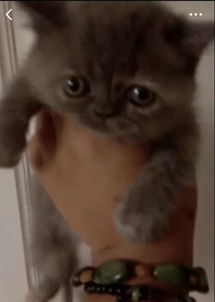 宠物猫怎么捡漏