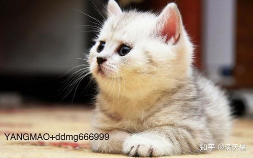 临清狮子猫多少钱一只