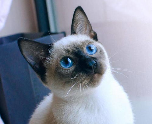 宠物猫怎么陪伴老人