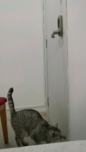 宠物猫怎么开门