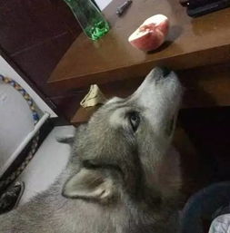 宠物狗偷溜出家门怎么办