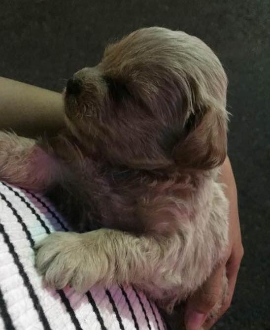 宠物狗被暴晒会怎么样吗