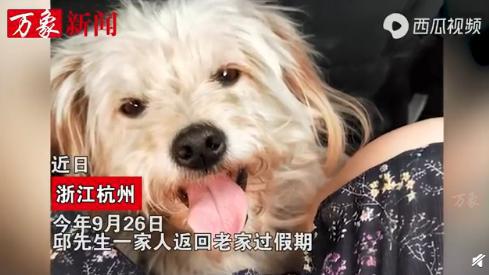 怎么找走丢的宠物狗家