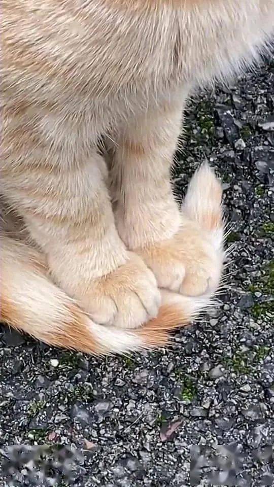 宠物猫取暖器怎么用的啊