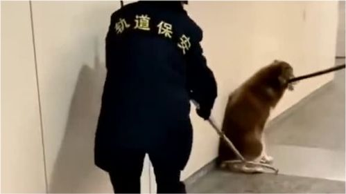 宠物狗没有拴挂绳怎么办