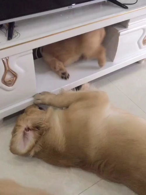 小宠物狗太闹腾怎么办啊