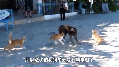 宠物狗护食被揍会怎么样