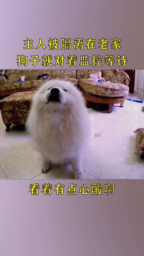 主人被隔离宠物狗怎么办