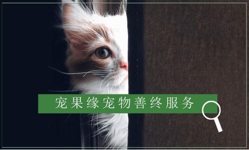 怎么殡葬宠物猫呢