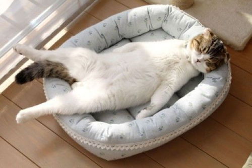 宠物猫睡觉怎么叫