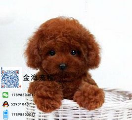 宠物狗毛变褐色怎么办啊