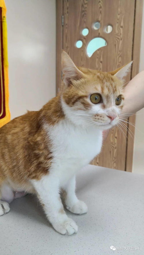 宠物猫应该怎么领养