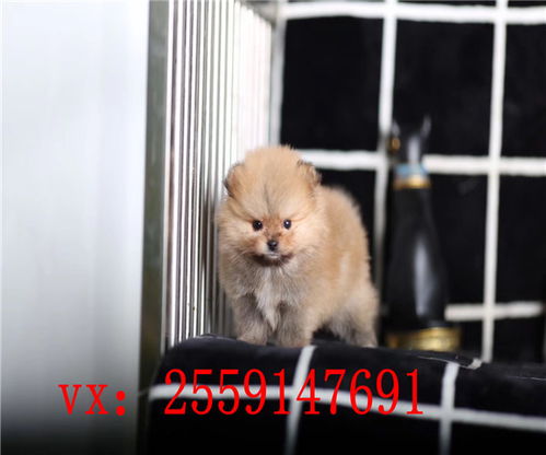 黄色博美犬多少钱