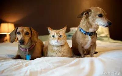 宠物狗碰见了猫会怎么样