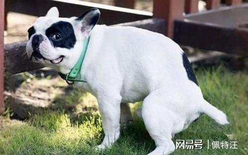 宠物狗到处拉屎吗怎么办