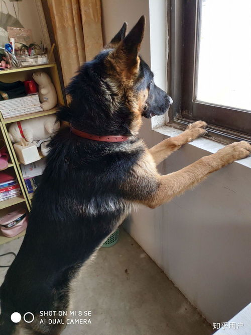 宠物狗来到乡下怎么办呀