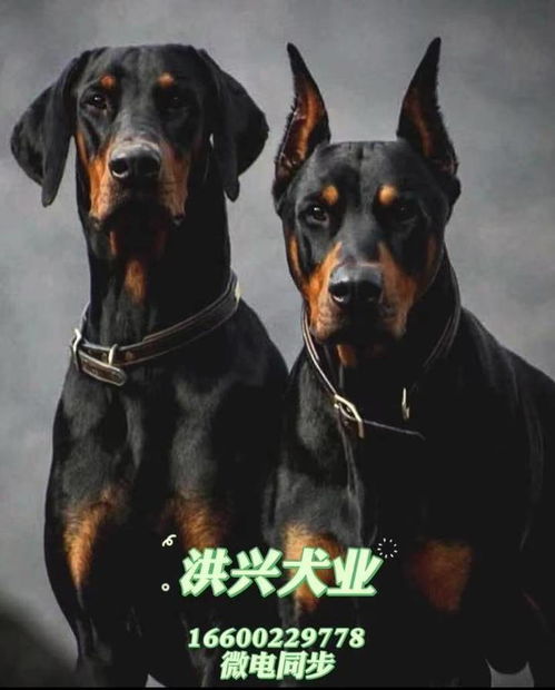 杜宾犬价格多少钱一只
