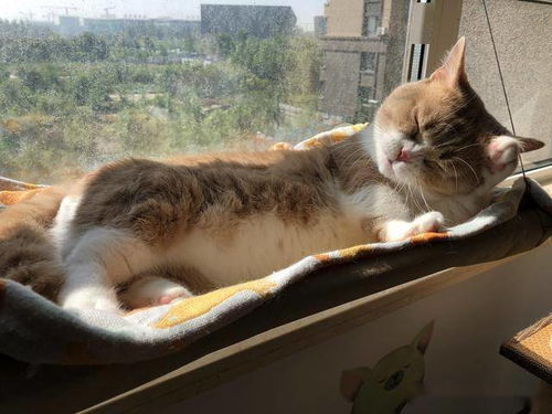 流浪小猫怎么挑选宠物猫