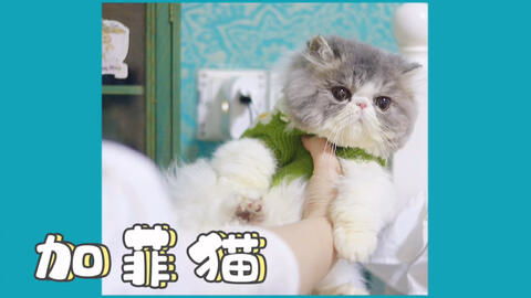怎么让宠物猫安静