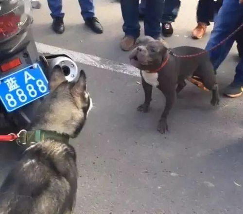 宠物狗偶遇猛犬怎么办啊