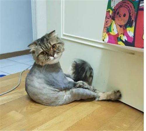宠物猫怎么剃腿毛