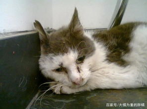 宠物猫怎么救活最快