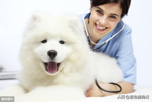 宠物狗大便有粘液怎么办