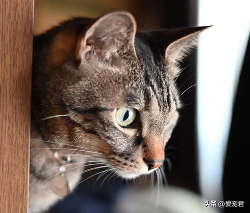 宠物猫动口怎么办