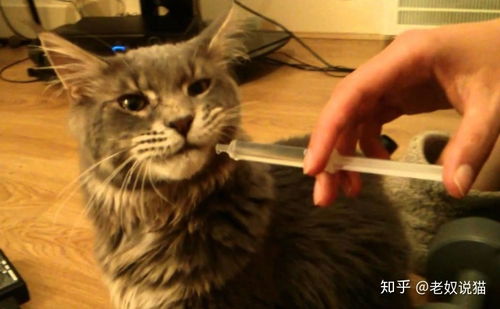 宠物猫针筒喂药怎么喂