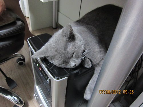 宠物猫球虫感染怎么办啊