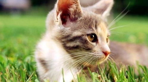怎么看待宠物猫