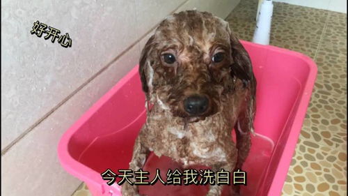 宠物狗的脏窝怎么洗干净