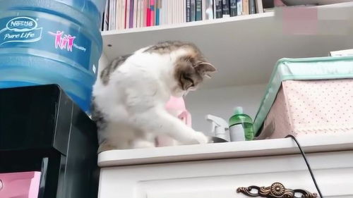 宠物猫丢了怎么劝