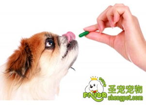宠物狗用驱虫药怎么用